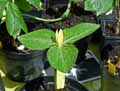 Melanthiaceae-Trillium-luteum-Trille-jaune.jpg