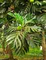 Artocarpus incisa