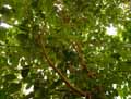 Ficus chauvieri