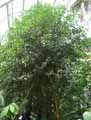 Ficus glabella Blume