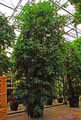 Ficus longifolia