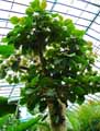 Ficus populifolia