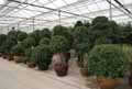 Ficus rubiginosa, Ficus microphylla, Ficus retusa, Ficus nitida, Ficus microcarpa
