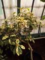Ficus rubiginosa Foliis Variegatis