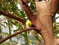 Ficus stephanocarpa