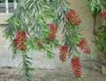Myrtaceae-Callistemon-citrinus-Rince-bouteille-Rince-biberon-Plante-goupillon.jpg