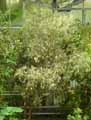 Myrtaceae-Callistemon-salignus-Rince-bouteille-Rince-biberon-Plante-goupillon.jpg