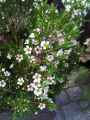 Myrtaceae-Chamelaucium-uncinatum-Fleur-de-cire-Waxflower-9526.jpg
