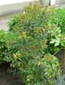 Myrtaceae-Eugenia-myrtifolia-Syzygium-paniculatum-Cerisier-d-Australie.jpg
