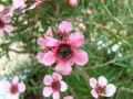 Myrtaceae-Leptospermum-Myrte-Australienne-20131128053514.jpg