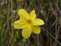 Oleaceae-Jasminum-nudiflorum-Jasmin-d-hiver-Jasmin-a-fleurs-nues-Jasmin-jaune.jpg