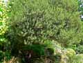 Oleaceae-Phillyrea-angustifolia-Filaire-a-feuilles-etroites.jpg