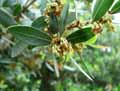 Oleaceae-Phillyrea-latifolia-Filaire-a-feuilles-larges-Filaria-a-feuilles-larges.jpg