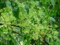 Oleaceae-Syringa-pekinensis-Lilas-du-Japon-Lilas-de-Pekin.jpg