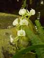 Orchidaceae-Angraecum-gyriamae-Angrec.jpg