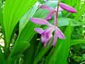 Orchidaceae-Bletilla-striata-Orchidee-Jacinthe.jpg