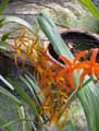 Orchidaceae-Brassia-Memoria-Bert-Field-Orchidee-araignee.jpg