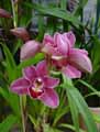 Orchidaceae-Cymbidium-Clarisse-Austin-Orchidee-papillon.jpg