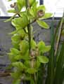 Orchidaceae-Cymbidium-hookerianum-Orchidee-papillin.jpg