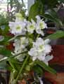 Dendrobium Spring Dream Apollon