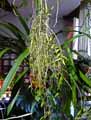 Dendrobium pierardii, Dendrobium aphyllum