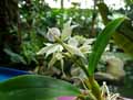 Encyclia radiata, Epidendrum radiatum