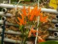 Laeliocattleya Chit Chat Tangerine, Cattleya aurantiaca x Laelia coronet
