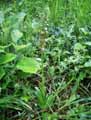 Orchis anthropophora, Aceras anthropophorum