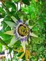Passifloraceae-Passiflora-caerulea-Passiflore-bleue.jpg