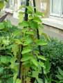 Passiflora holosericea, Passiflora reticulata