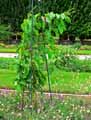Passiflora incarnata, Passiflora alata