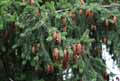 Pinaceae-Picea-abies-Epicea-commun-Sapin-de-Norvege-Sapin-rouge-Arbre-de-Noel.jpg