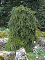 Pinaceae-Picea-abies-Inversa-Sapin-inverse.jpg