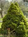 Pinaceae-Picea-glauca-Conica-Sapinette-blanche.jpg