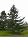 Pinaceae-Picea-pungens-Epicea-bleu-du-Colorado.jpg
