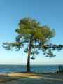 Pinus maritima, Pinus pinaster