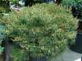 Pinaceae-Pinus-nigra-Pierrick-Bregeon-Pin-noir-9593.jpg