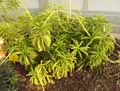 Piperaceae-Peperomia-dolabriformis-Peperomia-dolabriformis.jpg