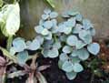 Piperaceae-Peperomia-incana-Felted-Peperomia.jpg