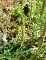 Plantago maritima subsp. serpentina