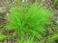 Poaceae-Agrostis-canina-Agrostide-des-chiens-20131128070301.jpg