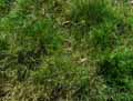 Poaceae-Agrostis-capillaris-Agrostide-commun.jpg