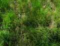 Poaceae-Agrostis-stolonifera-Agrostide-blanche-Agrostide-stolonifere.jpg