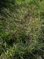 Poaceae-Alopecurus-geniculatus-Vulpin-genouille.jpg