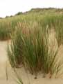 Poaceae-Ammophila-arenaria-Arundo-arenaria-Oyat-Gourbet-Chiendent-marin-Roseau-des-sables-Elyme-des-sables-Ammophile-des-sables-Jonc-des-dunes.jpg