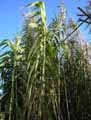Poaceae-Arundo-donax-Canne-de-Provence.jpg