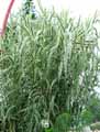 Poaceae-Arundo-donax-Variegata-Canne-de-Provence-panachee.jpg