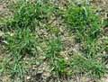 Poaceae-Avena-barbata-Avoine-barbue.jpg
