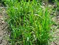 Poaceae-Avena-fatua-Folle-Avoine.jpg