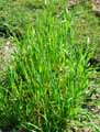 Poaceae-Avena-sativa-ssp.-orientalis-Avoine-d-orient.jpg